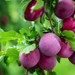 Fruitful Livelihoods: Ready Fruit Plants