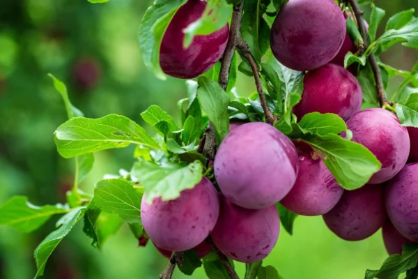 Fruitful Livelihoods: Ready Fruit Plants